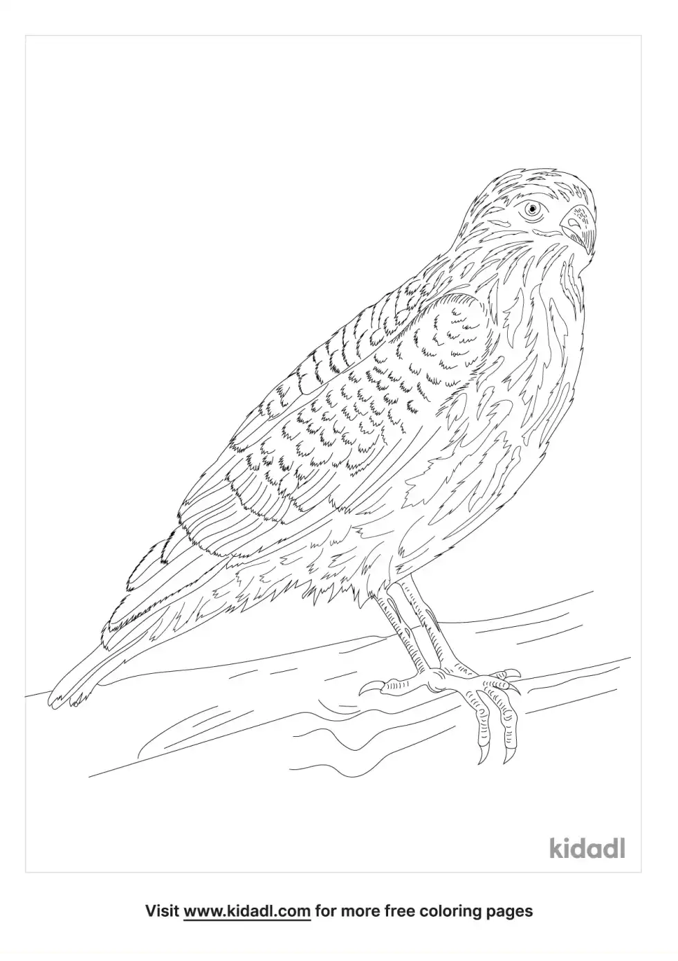 Sharp-Shinned Hawk Coloring Page