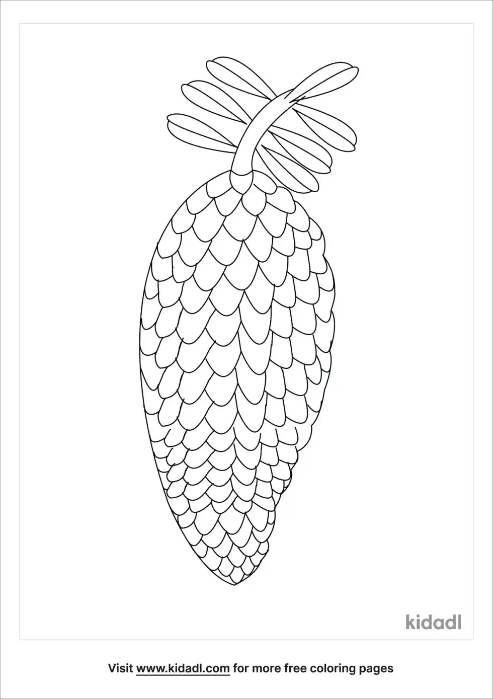 Coniferophyta Coloring Page
