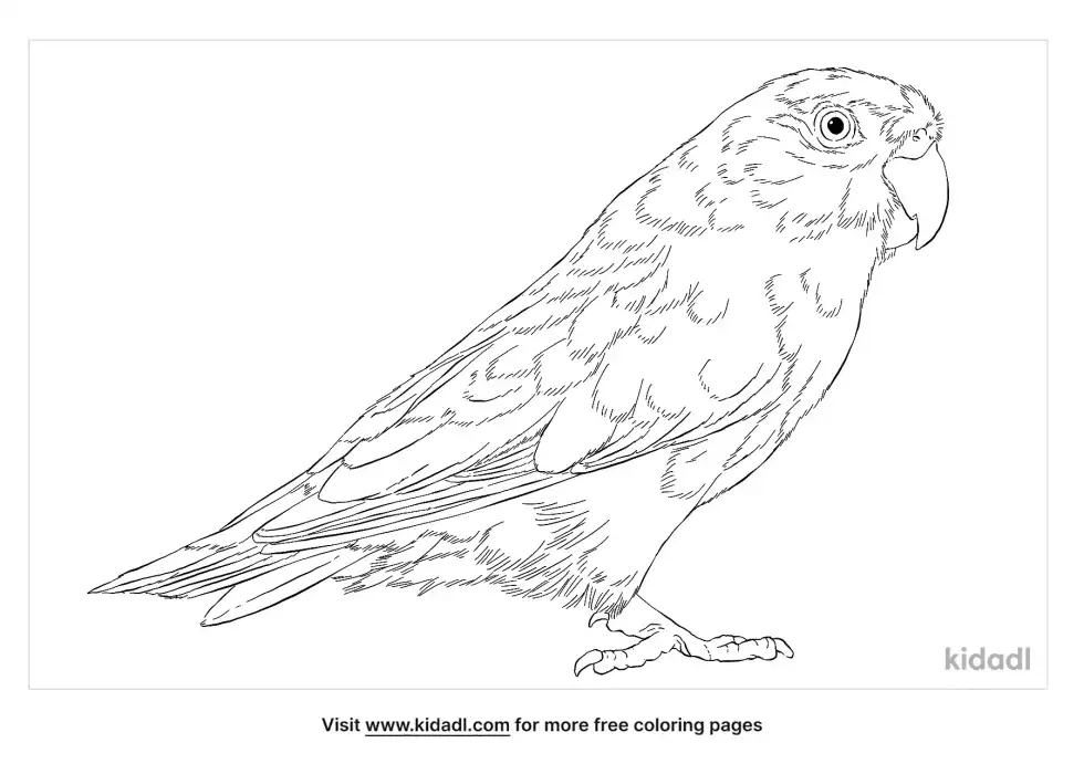 Spectacled Parrotlet Coloring Page