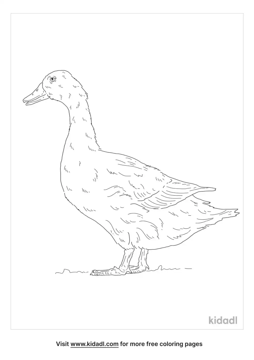 Campbell Duck Coloring Page