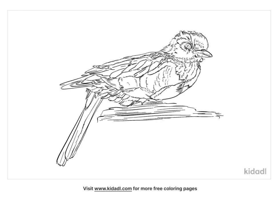 Honeyguide Coloring Page