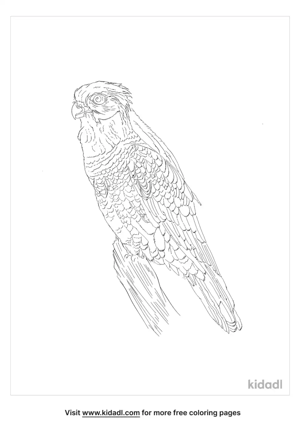 Amur Falcon Coloring Page