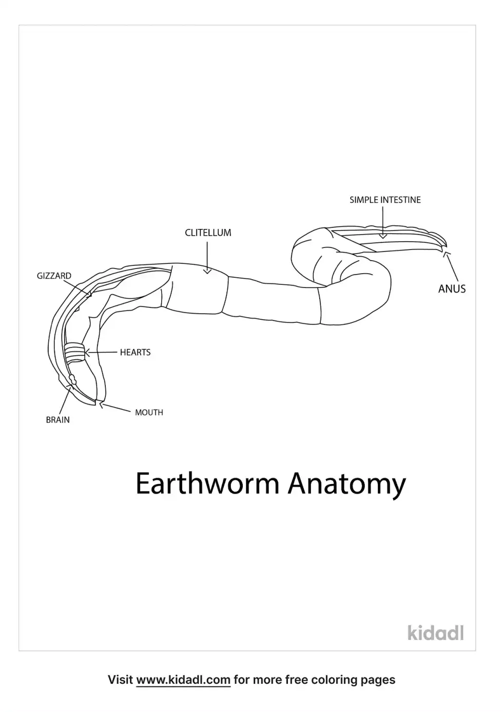 Earthworm Anatomy Coloring Page