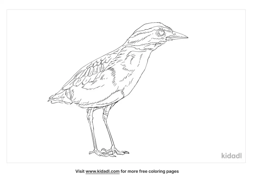 Indian Pitta Coloring Page