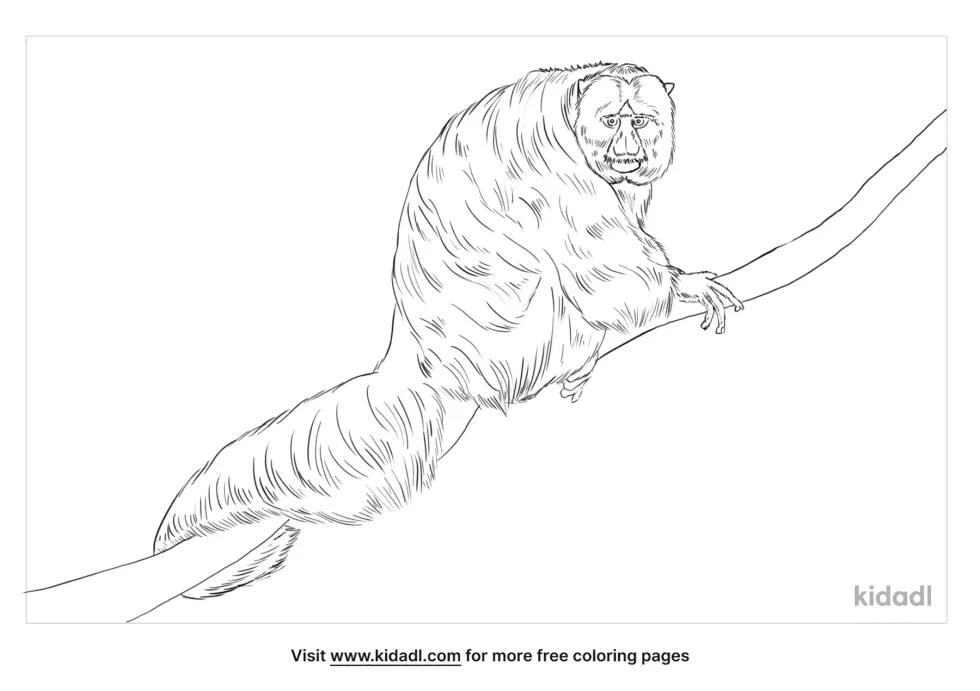 Sakis Monkey Coloring Page