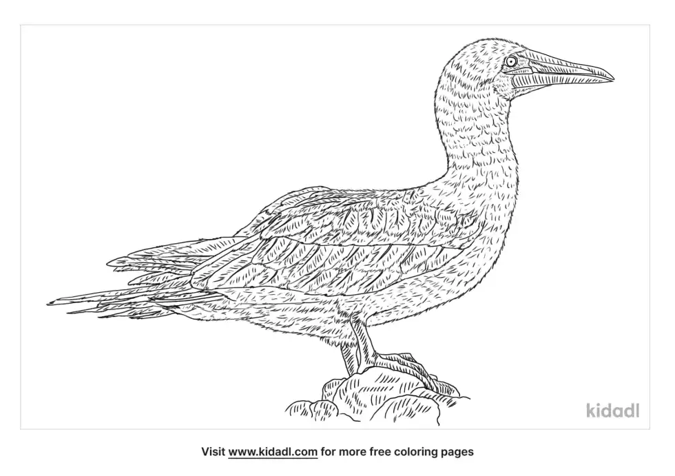 Nazca Booby Coloring Page