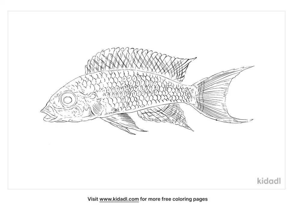 Fairy Cichlid Coloring Page