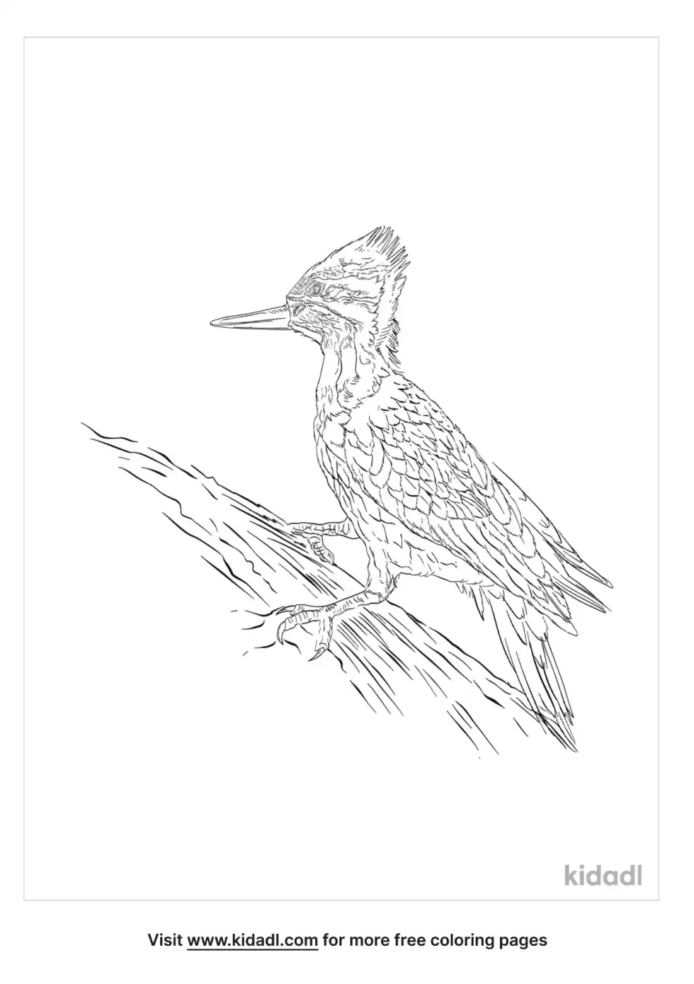 Lesser Yellownape Coloring Page