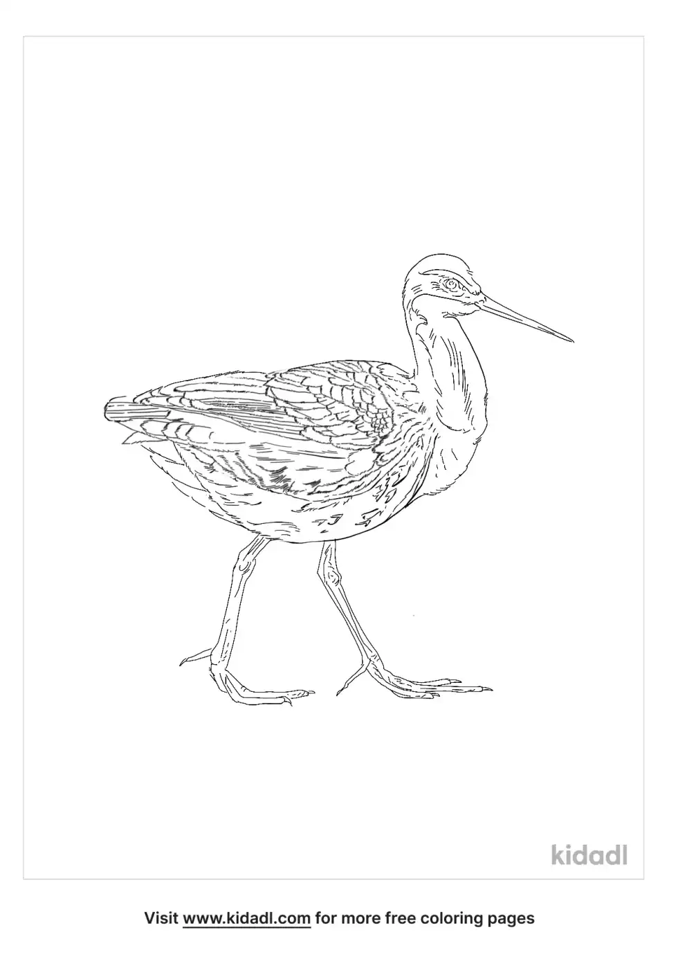 Phalarope Coloring Page