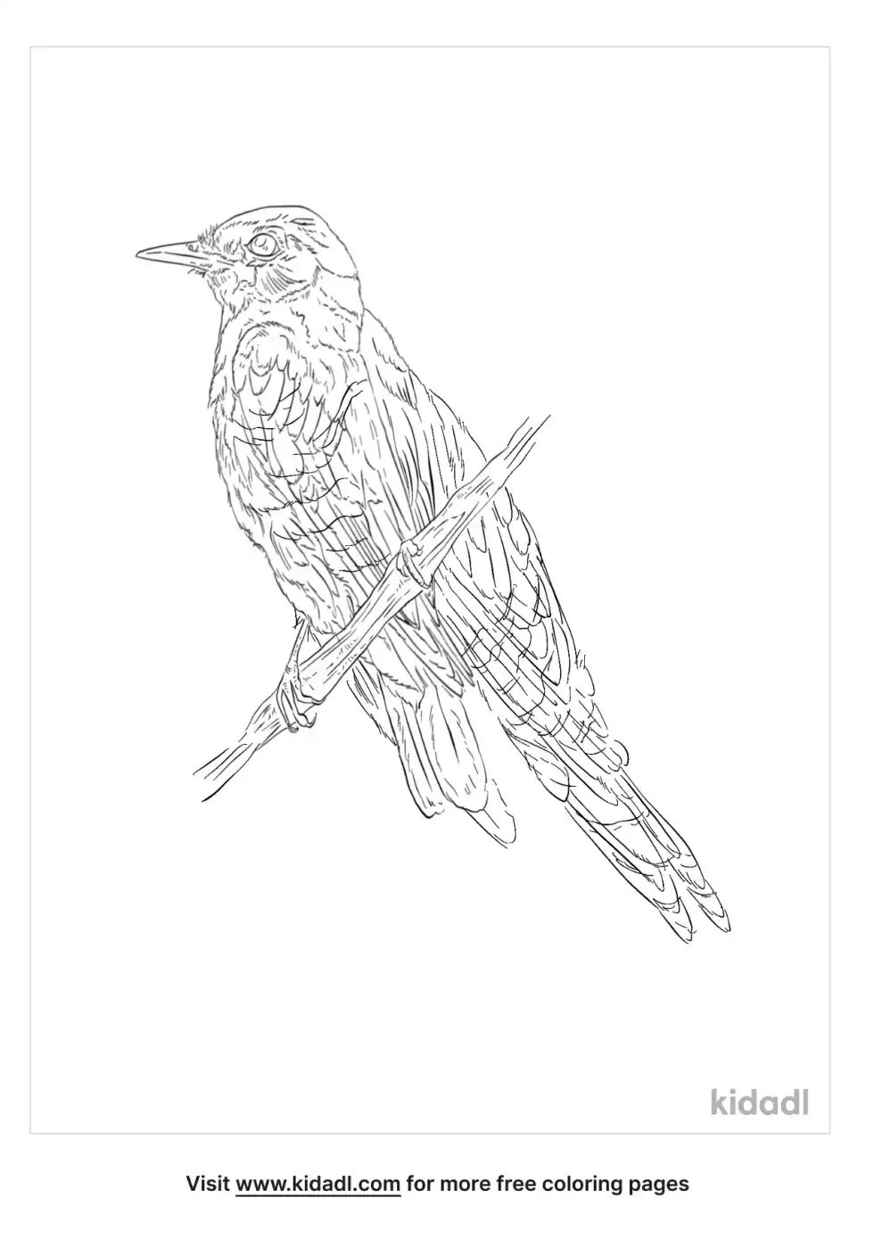Lesser Cuckoo Coloring Page