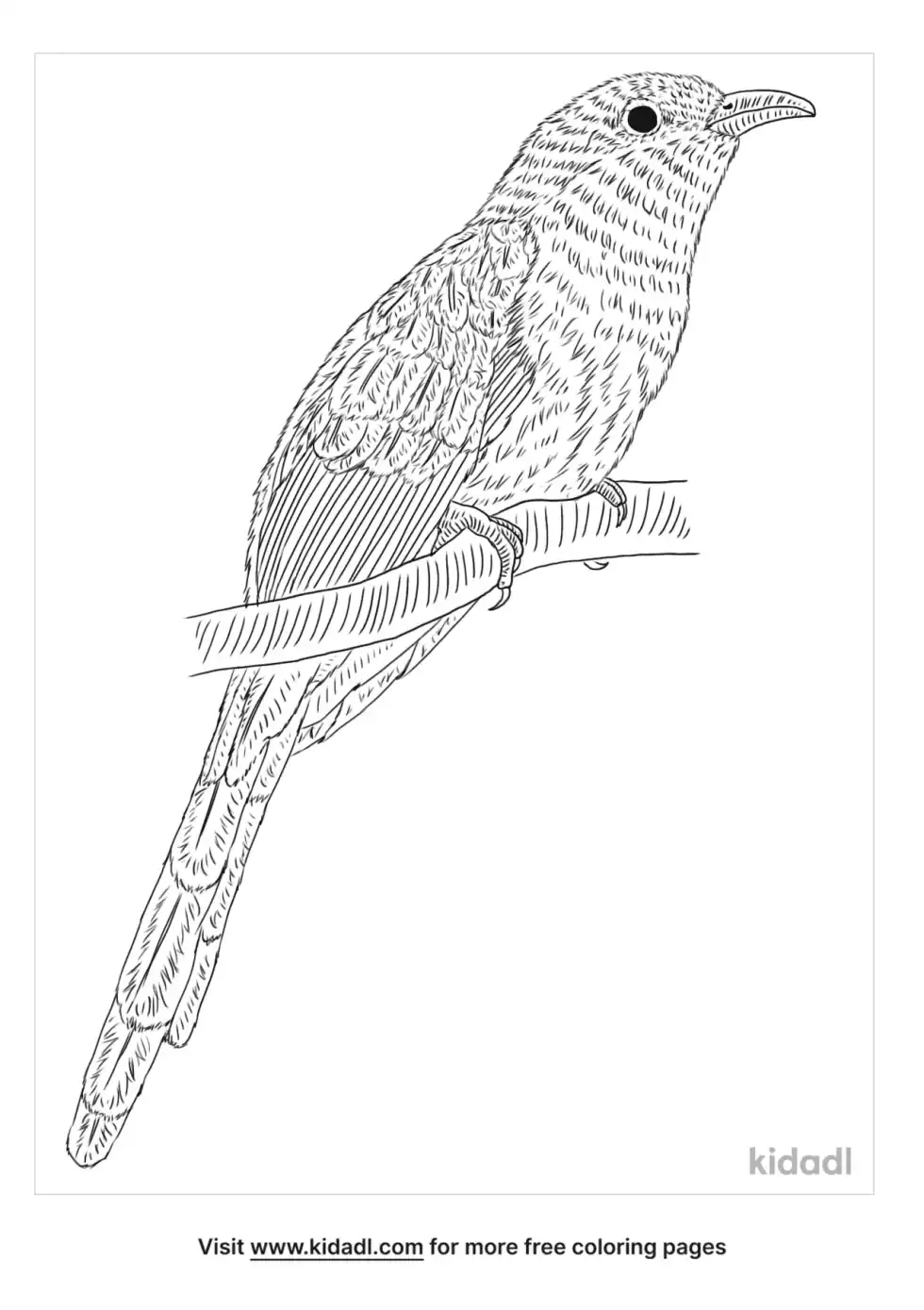 Mangrove Cuckoo Coloring Page