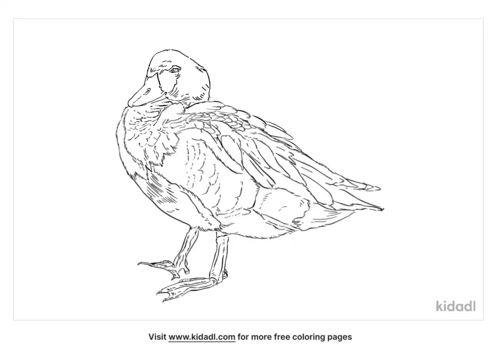 Steamer Duck Coloring Page