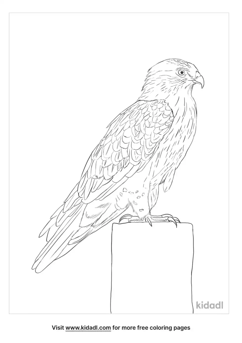 Booted Eagle Coloring Page