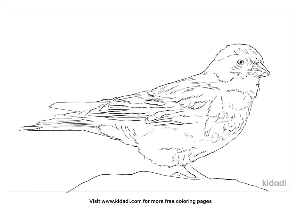 Brown-Capped Rosy-Finch Coloring Page