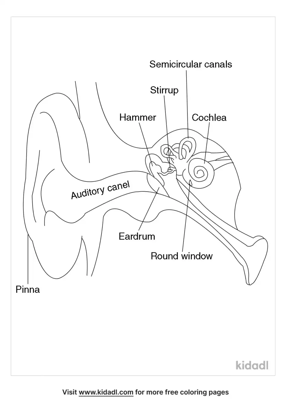 Human Ear Anatomy Coloring Page