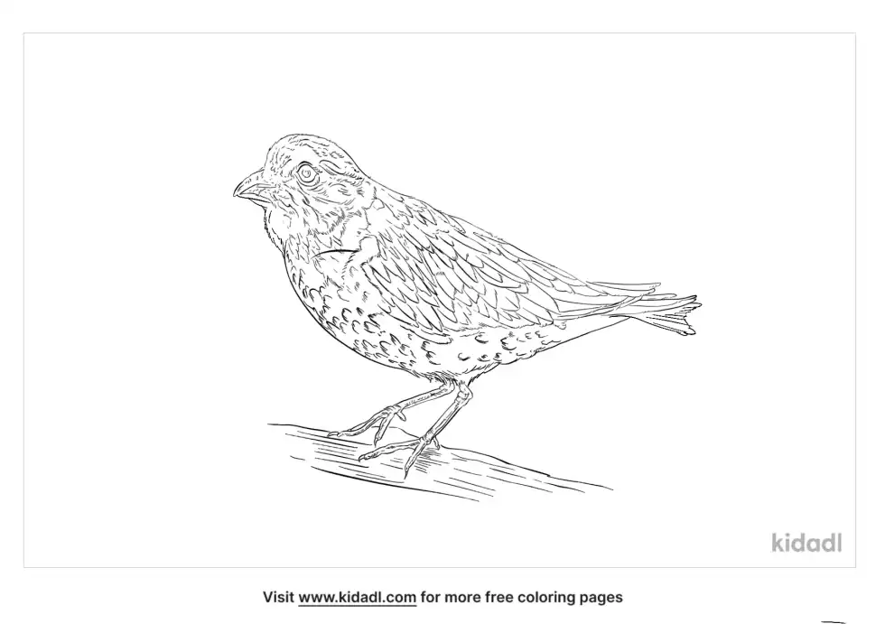 Hawaiʻi ʻakepa Coloring Page