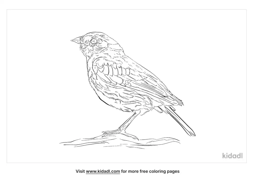 Harris's Sparrow Coloring Page