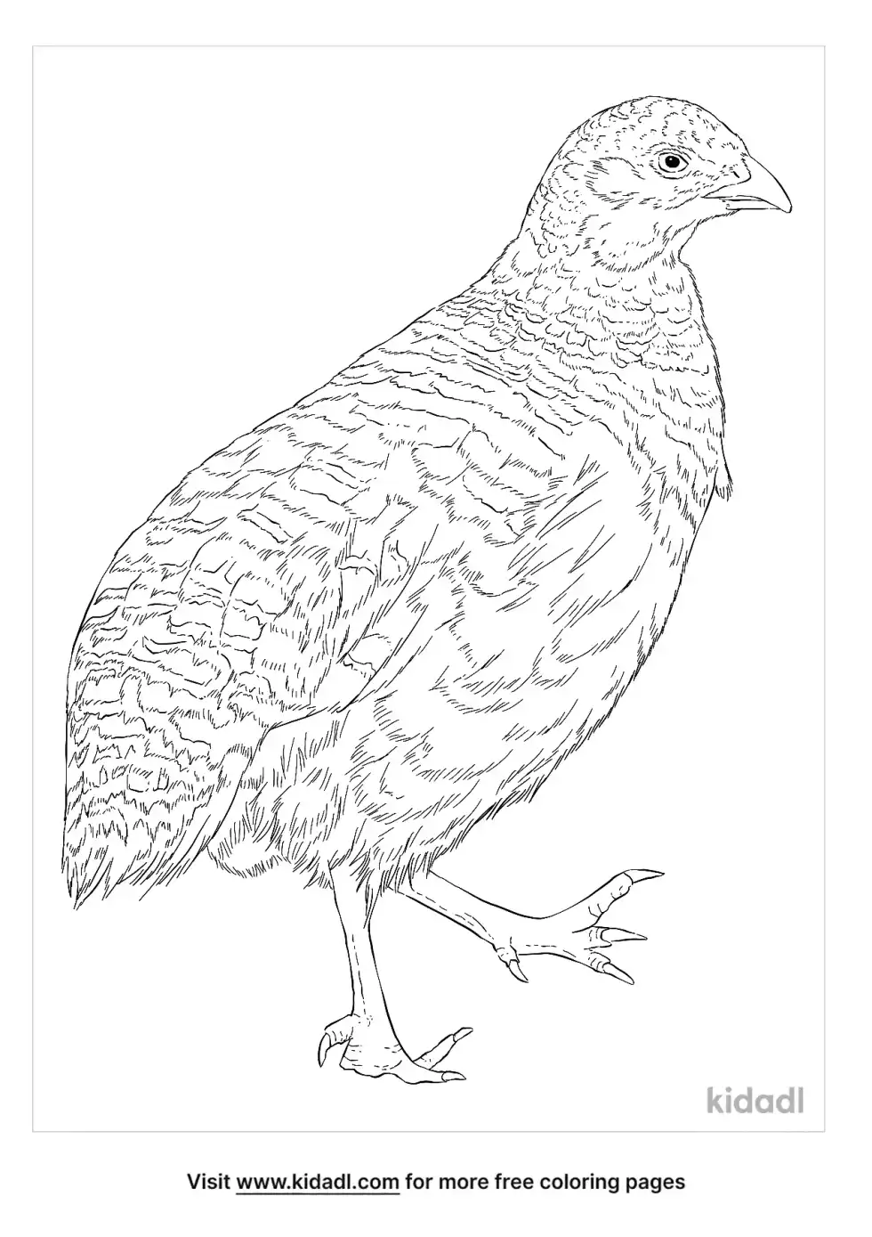 Snow Mountain Quail Coloring Page