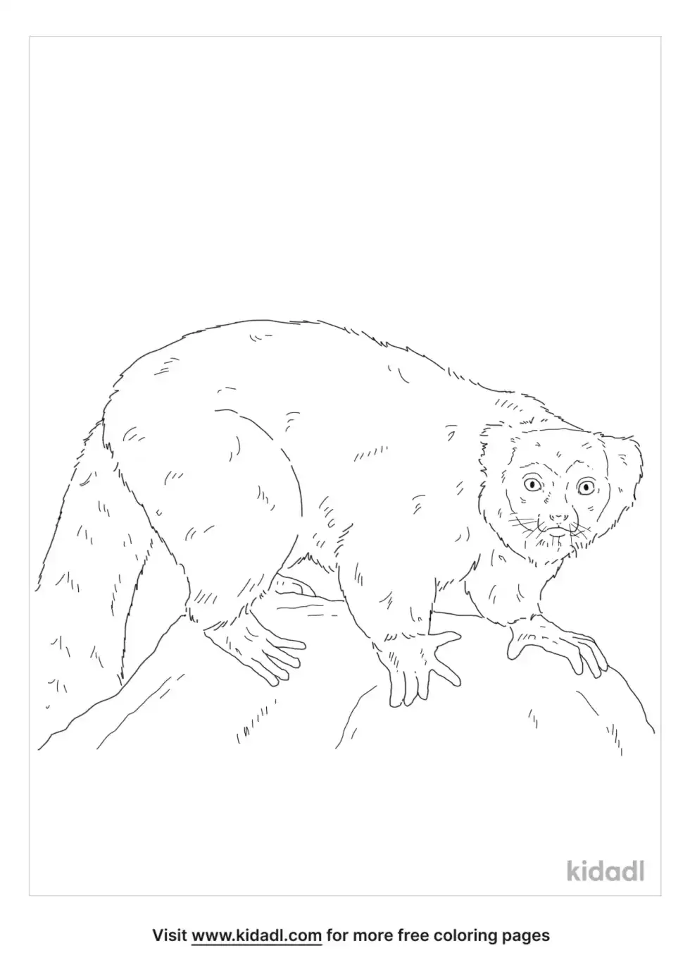 Red Ruffed Lemur Coloring Page