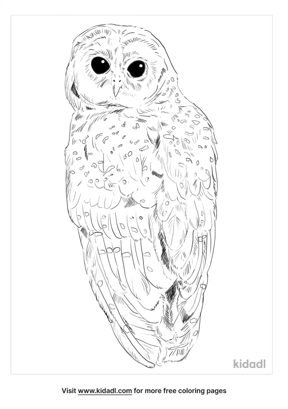 Spotted Owl Coloring Page