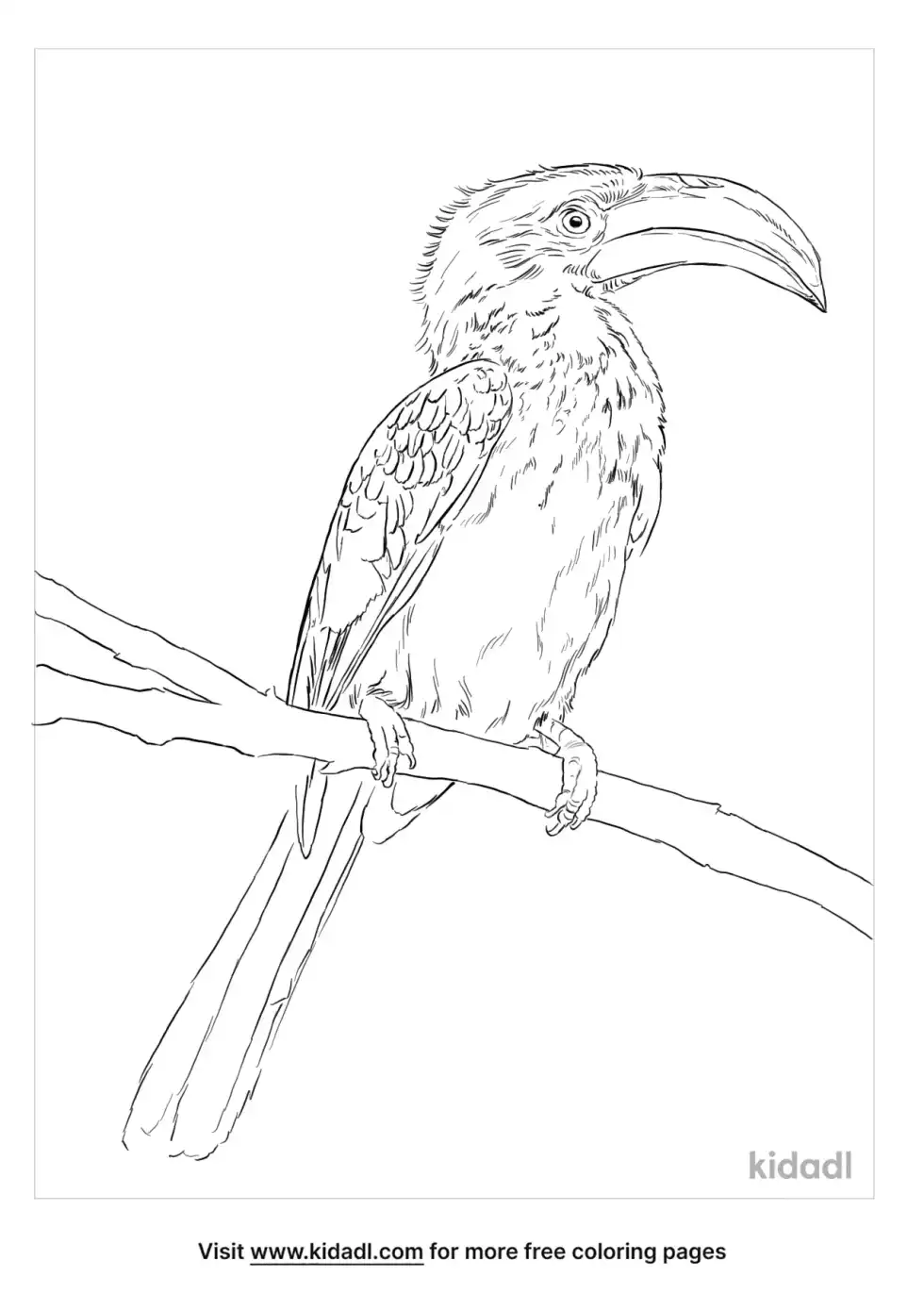 Southern Yellow-Billed Hornbill Coloring Page