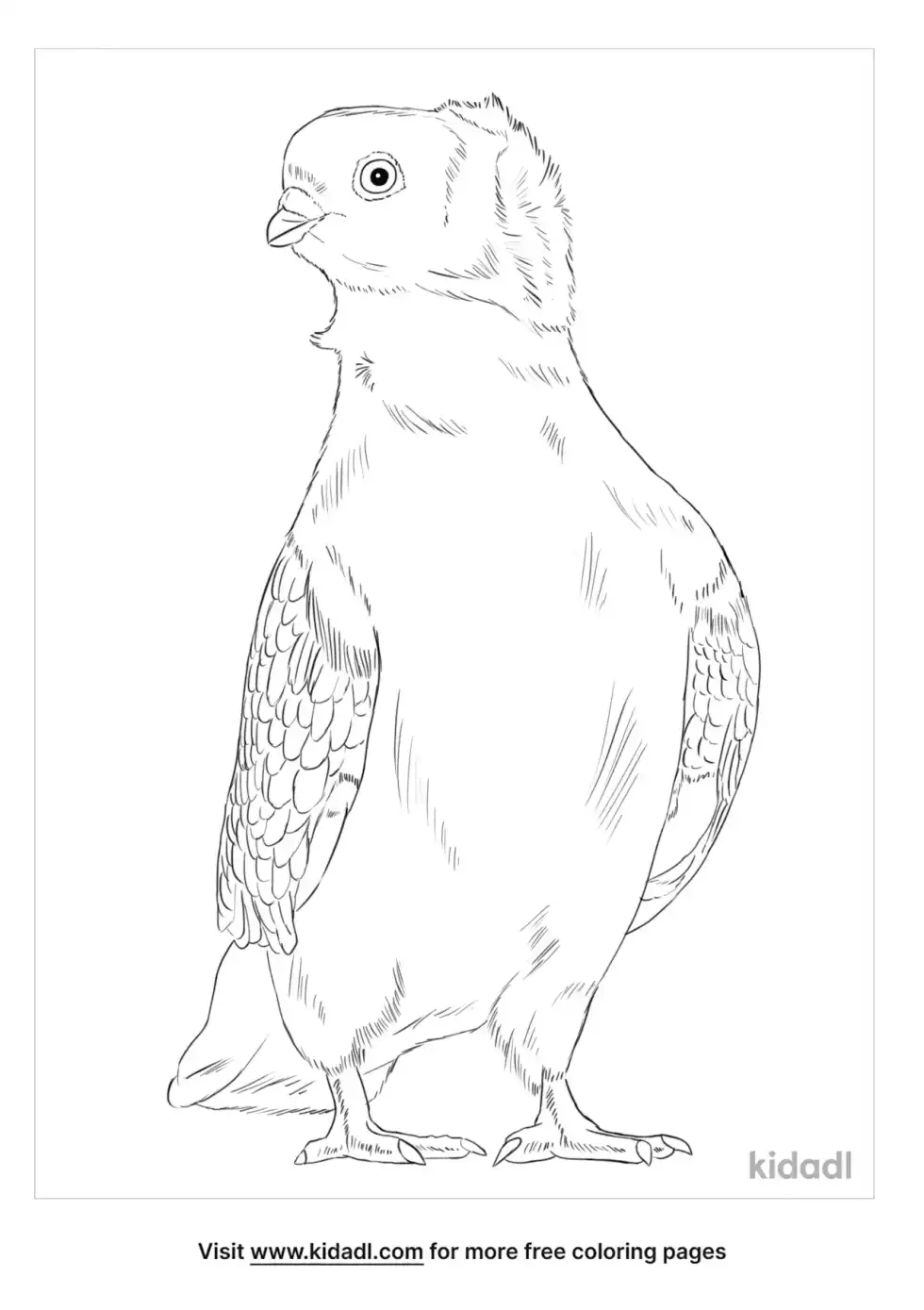 Old German Owl Pigeon Coloring Page