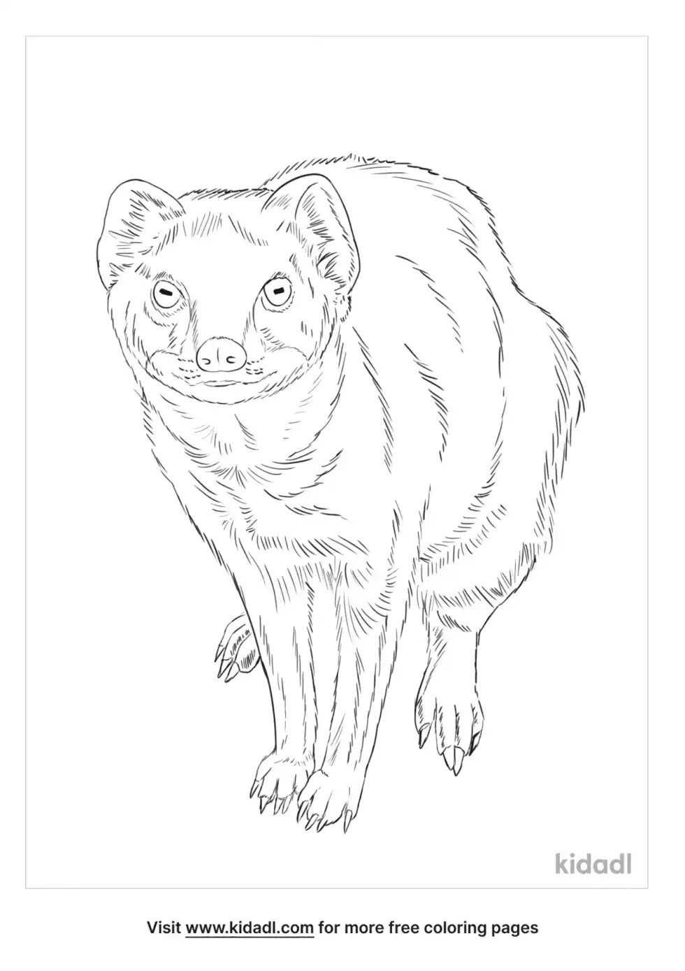 Yellow Mongoose Coloring Page