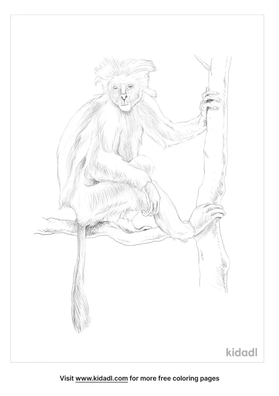 Colobus Monkey Coloring Page