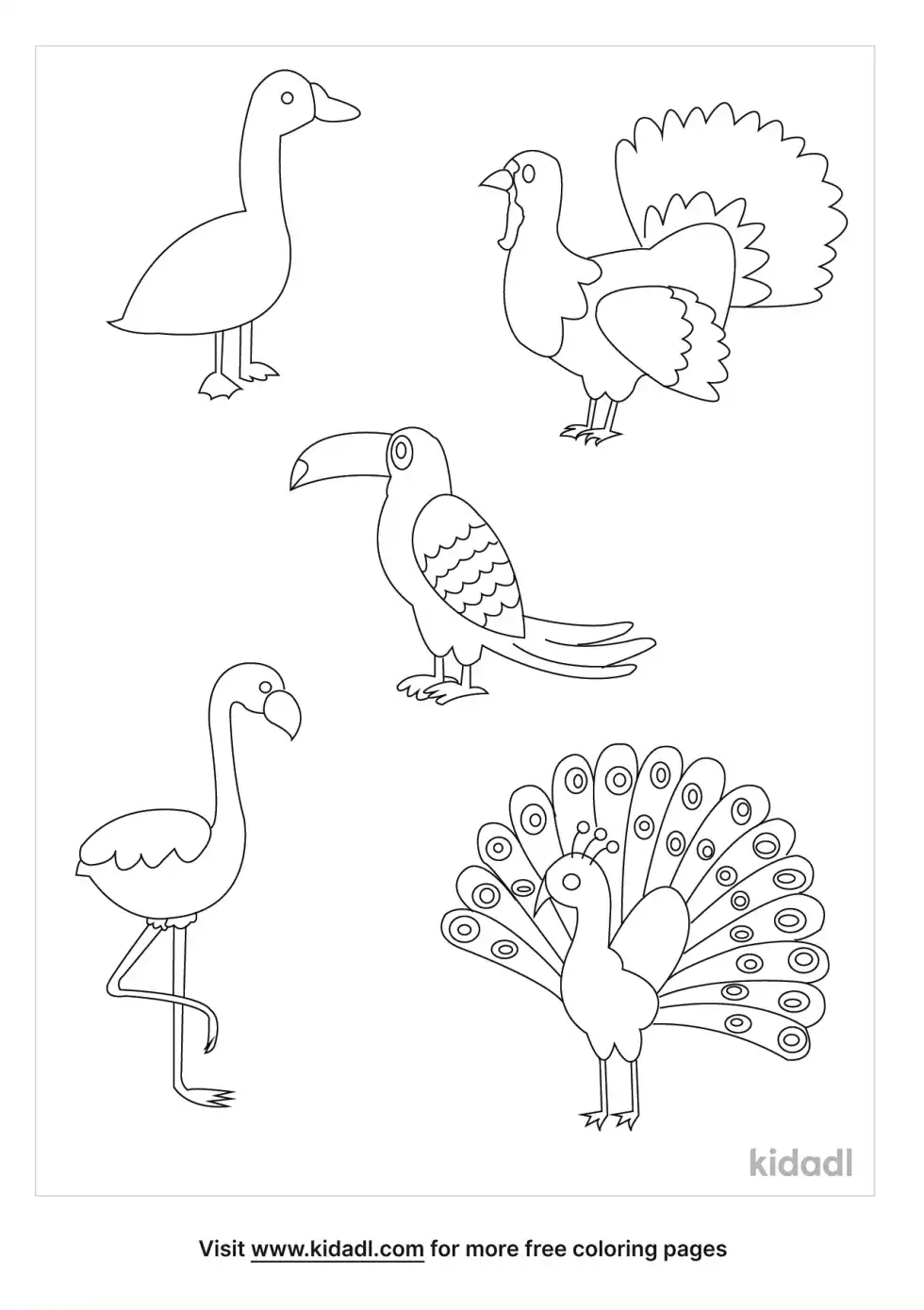 Types Of Birds Coloring Page