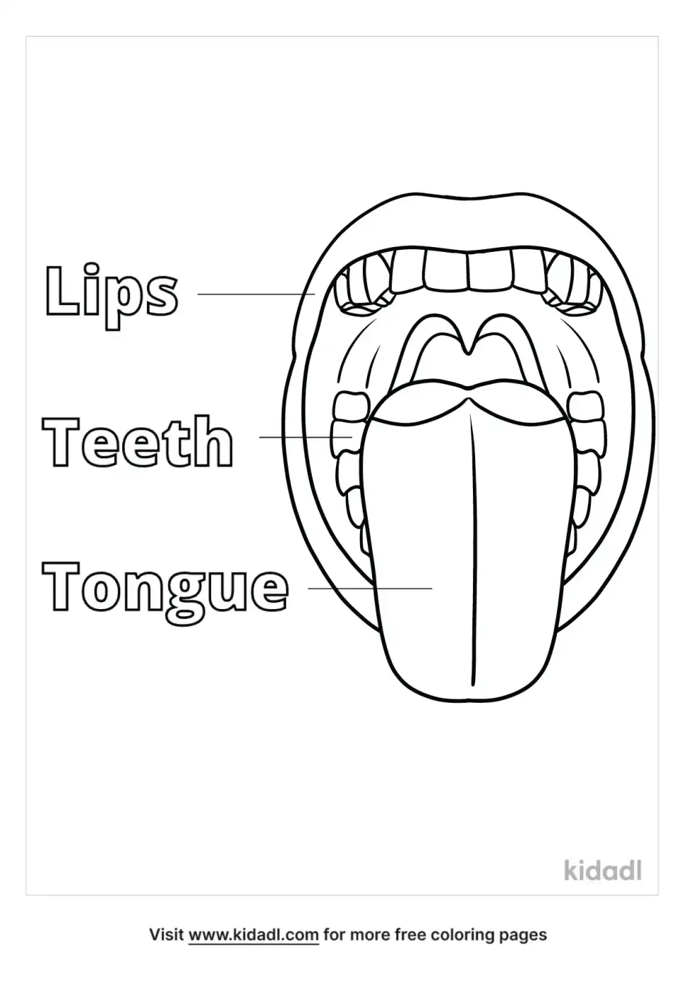 Anatomy Of The Tongue Coloring Page