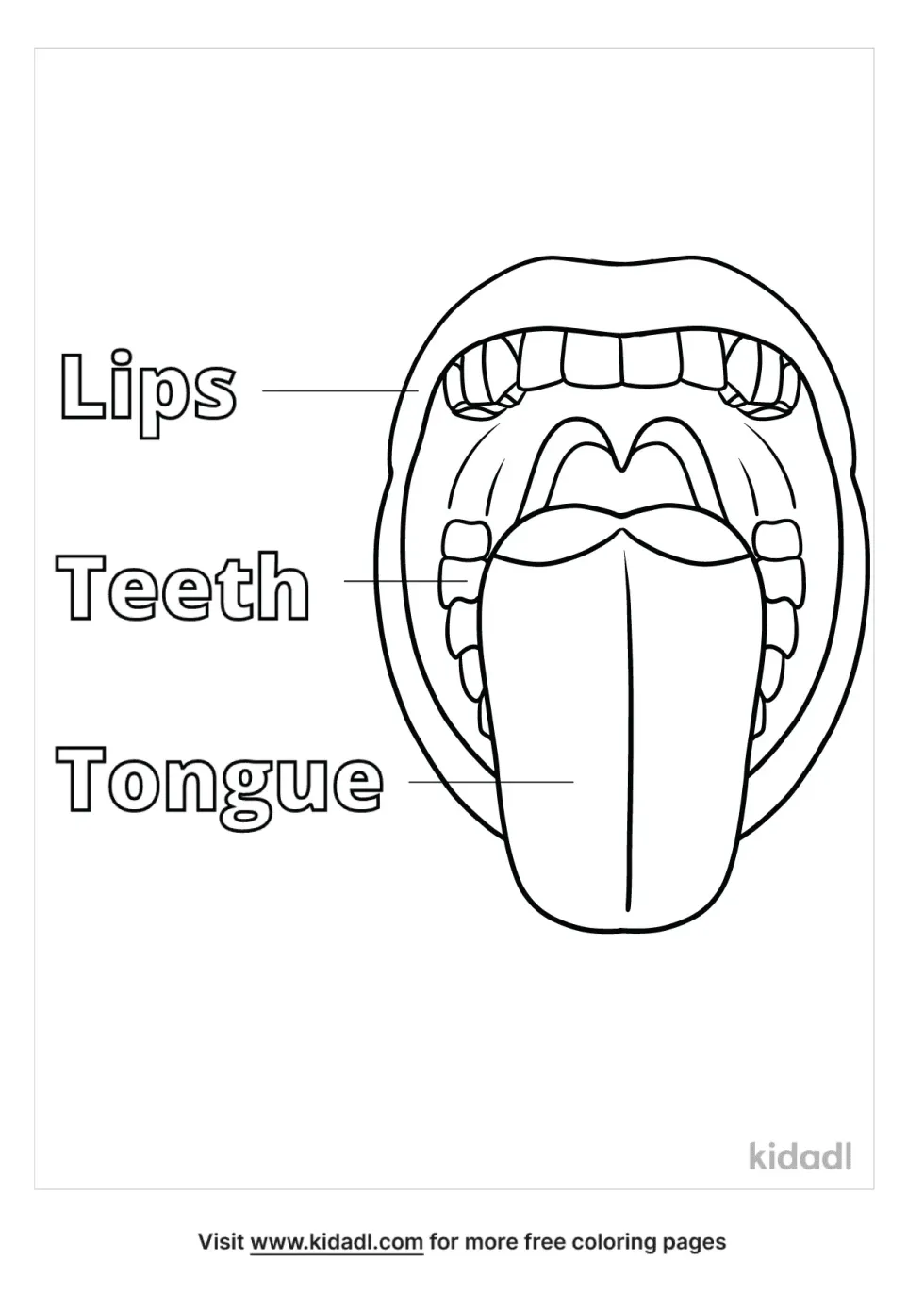 Anatomy Of The Tongue