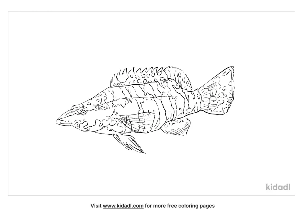 Harlequin Bass Coloring Page