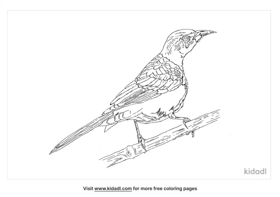 Chestnut-Bellied Rock-Thrush Coloring Page