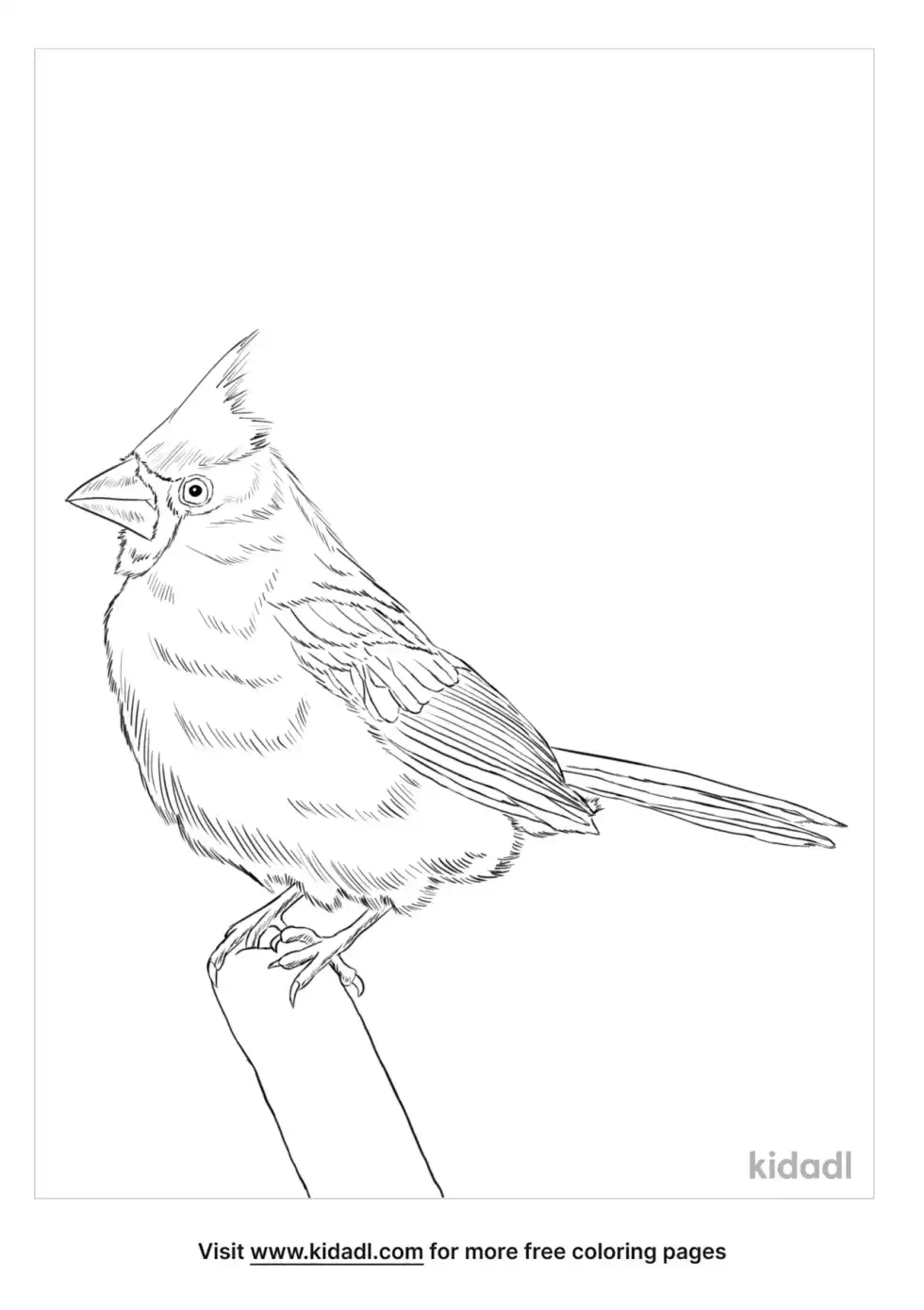 Redbird Coloring Page