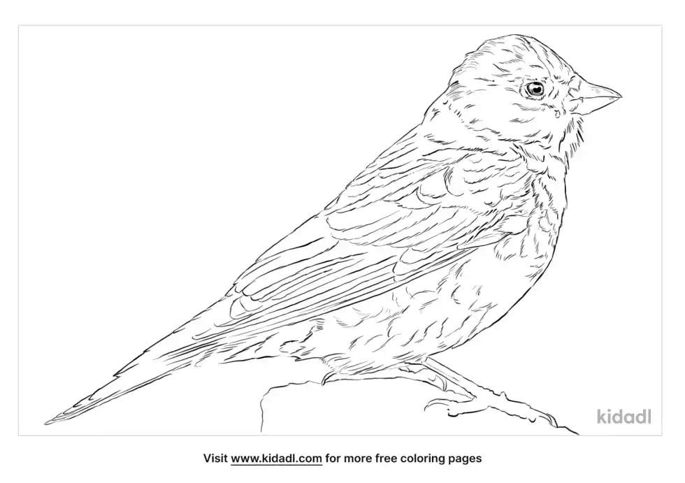 Gray-Crowned Rosy-Finch Coloring Page