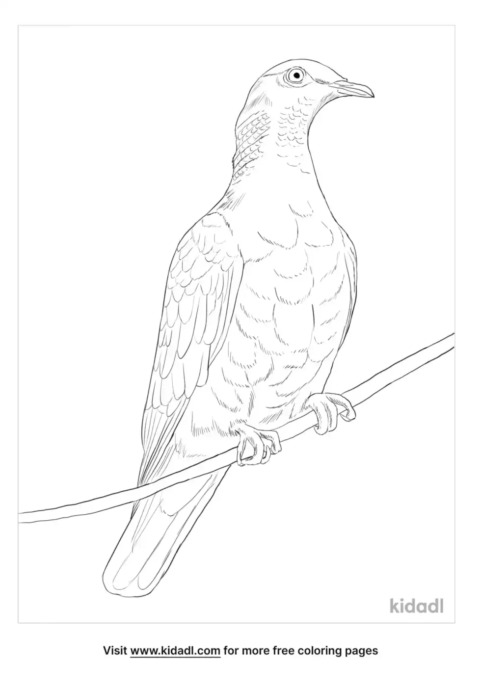 White Crowned Pigeon Coloring Page