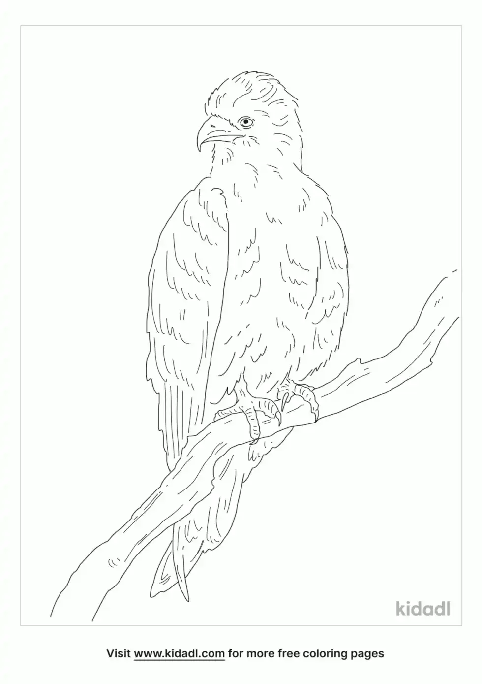 Black-Breasted Buzzard Coloring Page