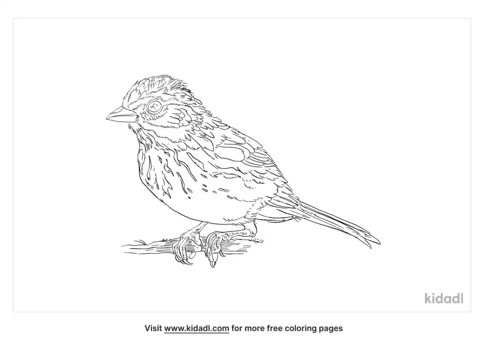 Cinereous Tit Coloring Page