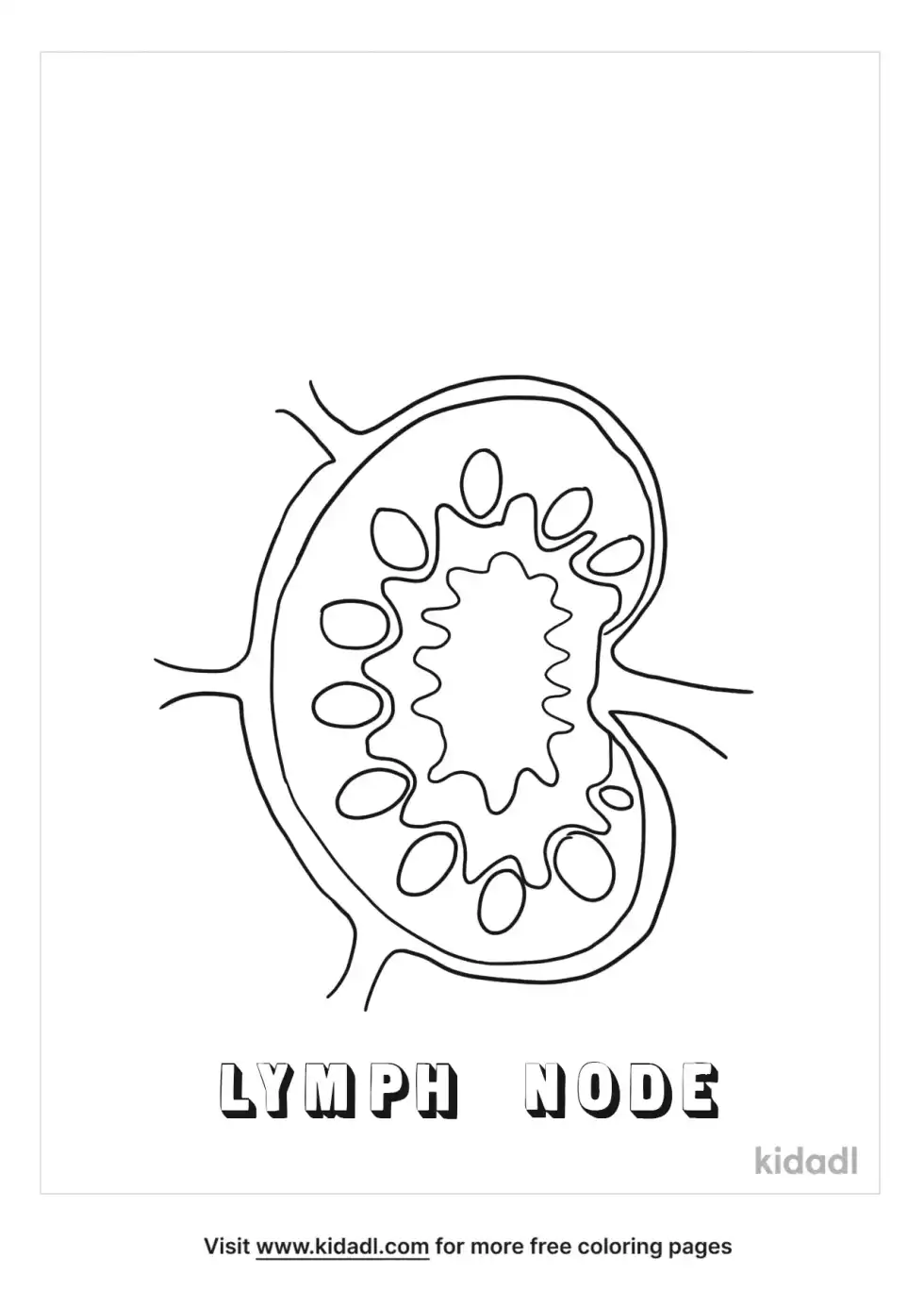Lymph Node Coloring Page