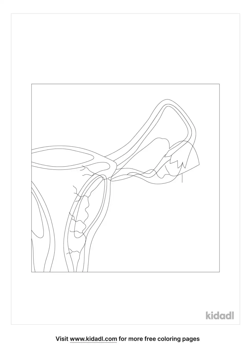 Ovarian Artery Coloring Page