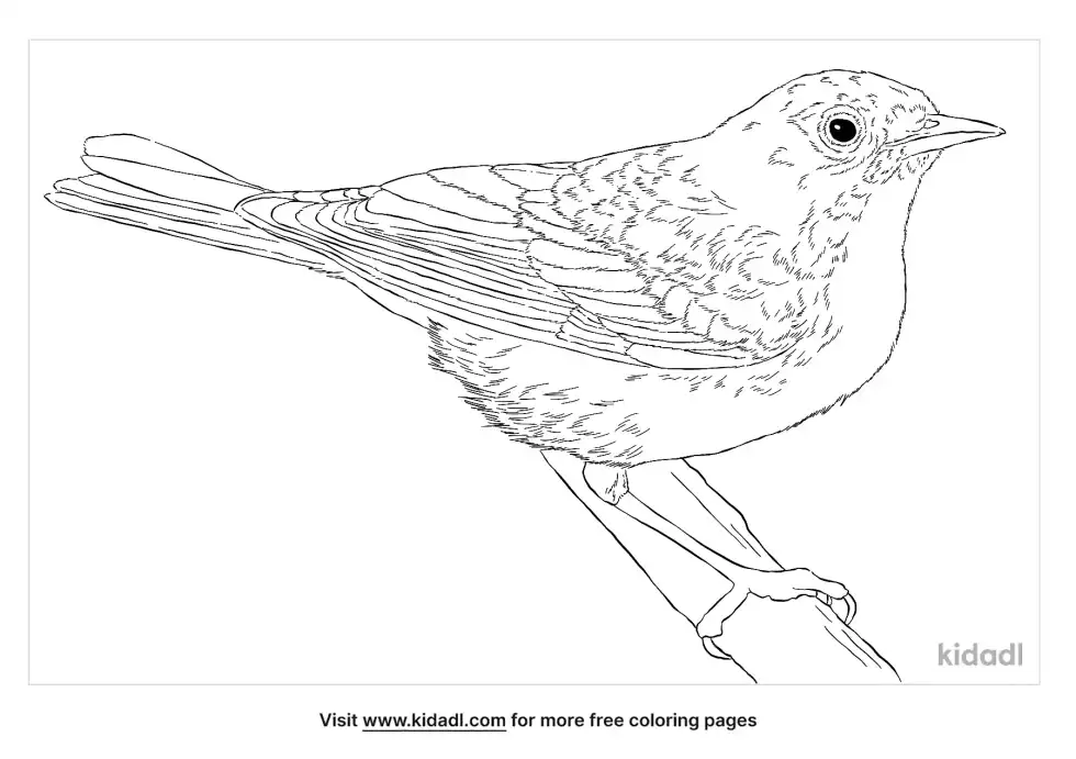 Nashville Warbler Coloring Page