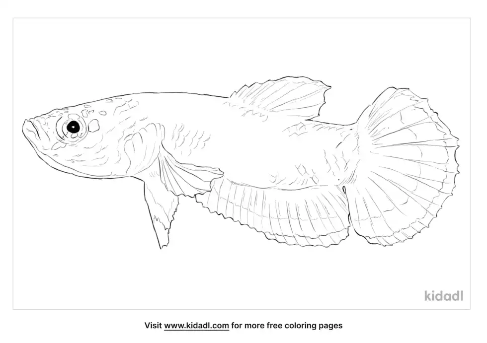 Spotfin Betta Coloring Page
