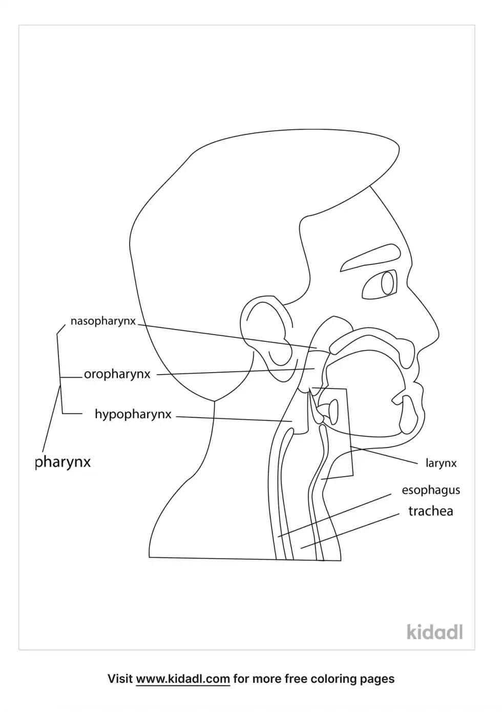 The Mouth Pharynx And Esophagus Coloring Page
