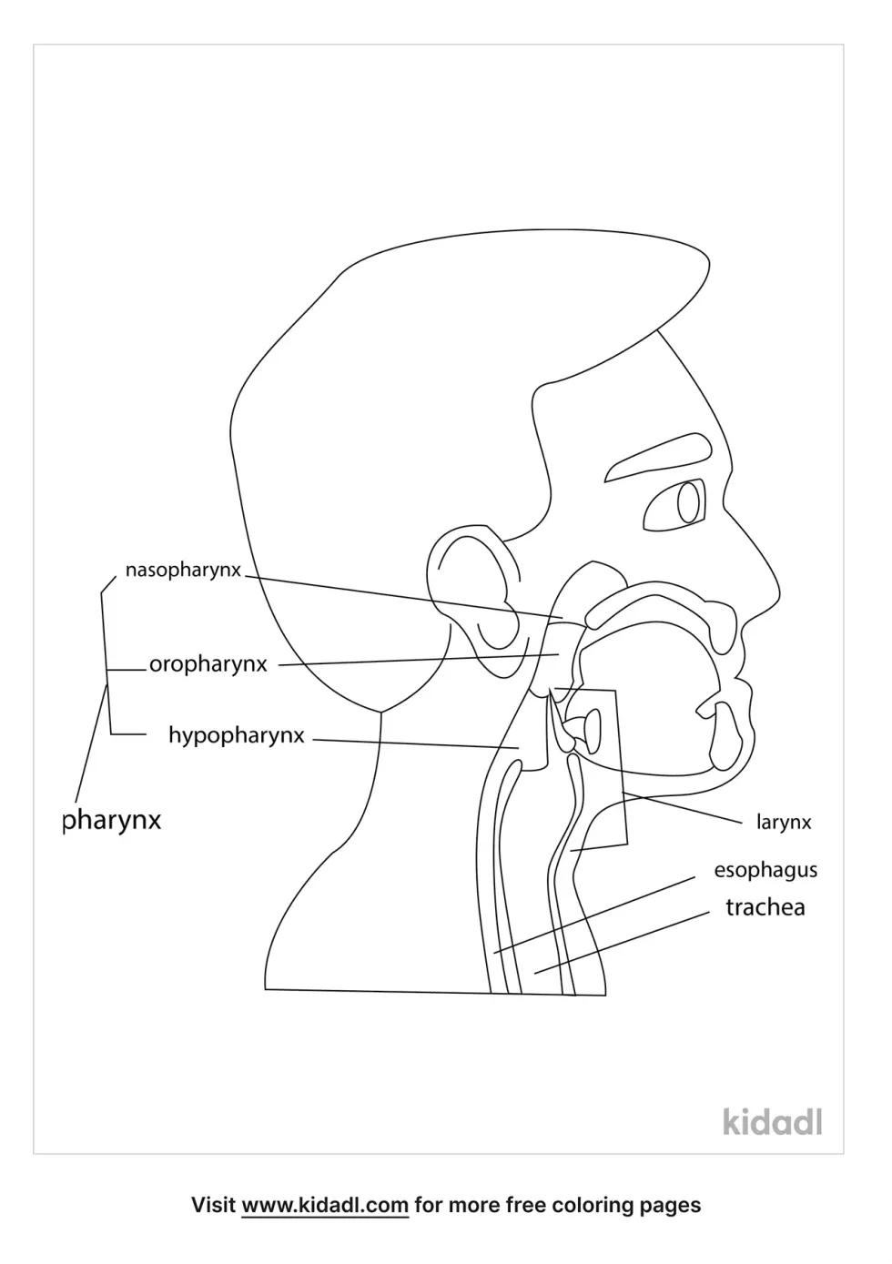 The Mouth Pharynx And Esophagus