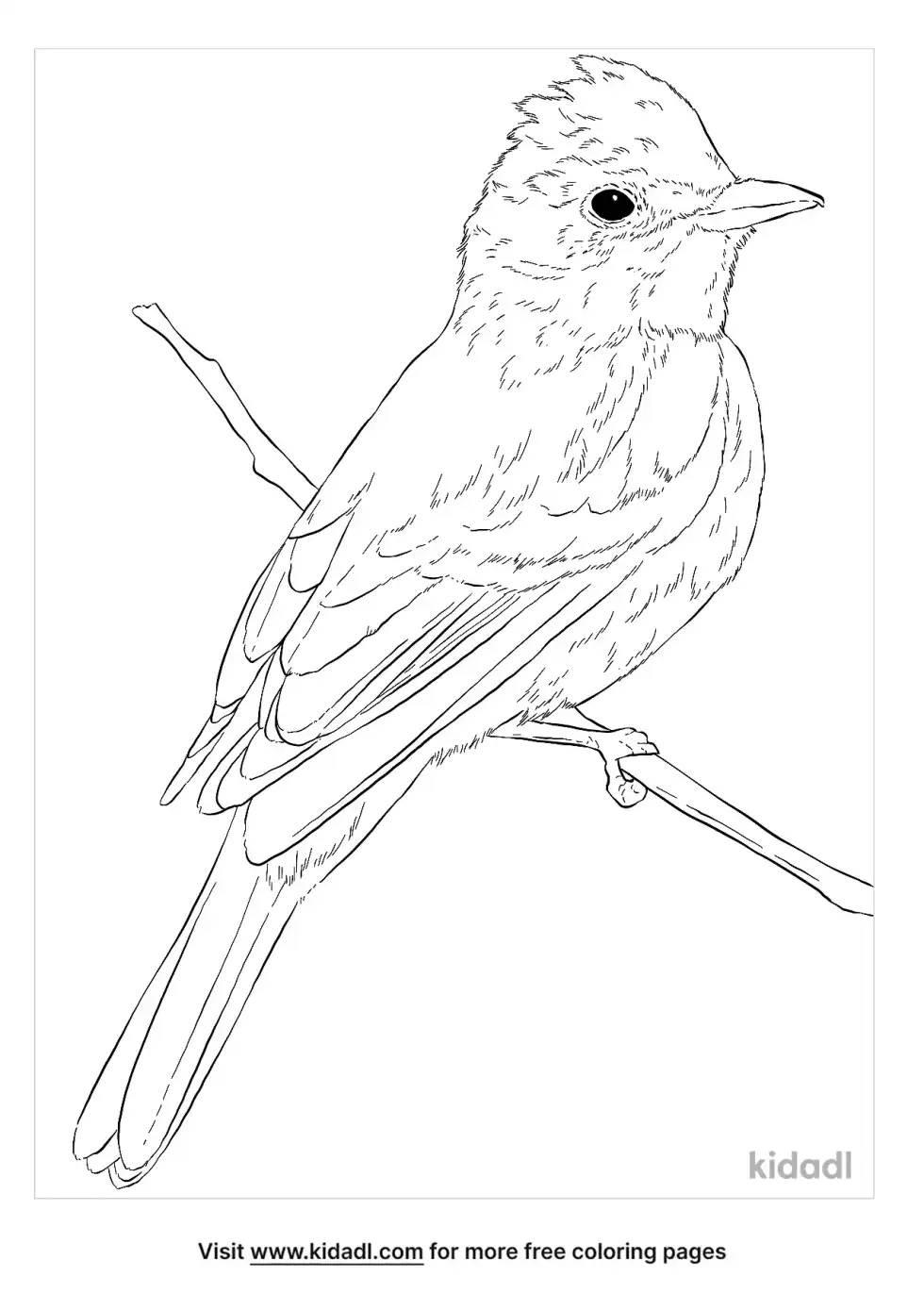 Willow Flycatacher Coloring Page