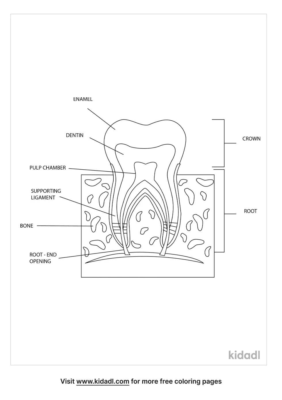 Anatomy Of Teeth