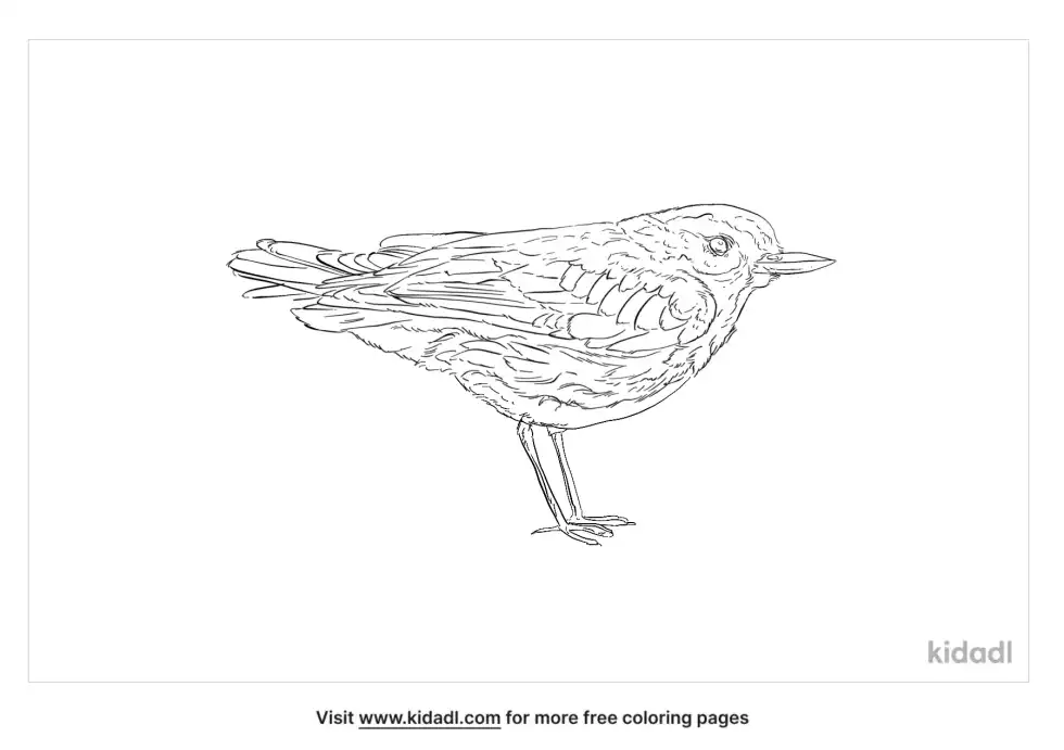 Western Snowy Plover Coloring Page