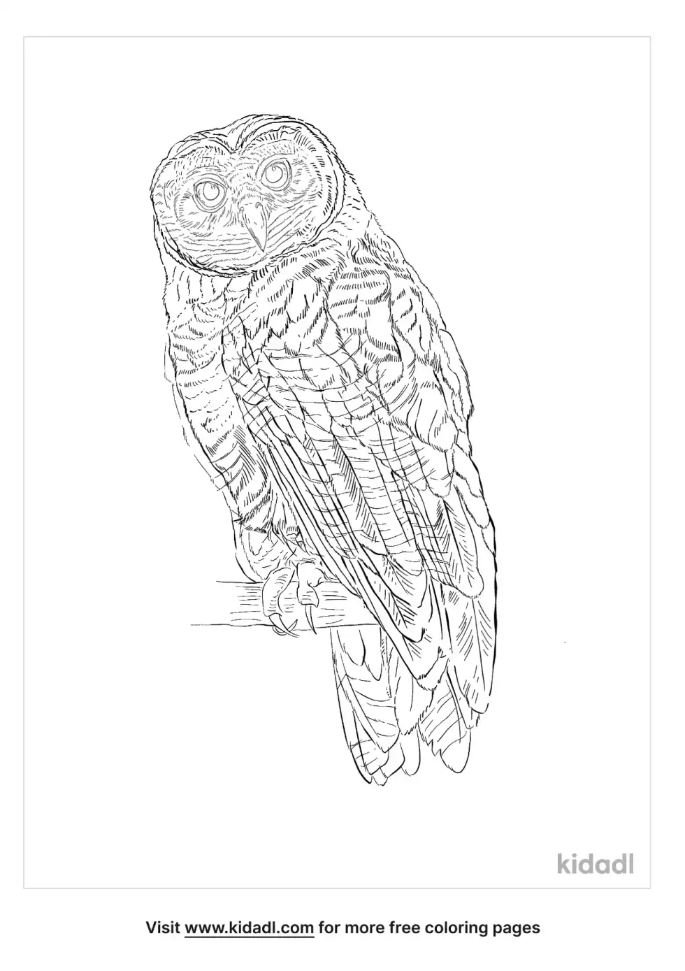 Rufous Owl Coloring Page