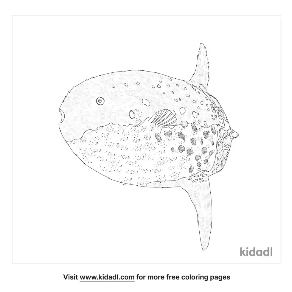 Sharptail Mola Coloring Page