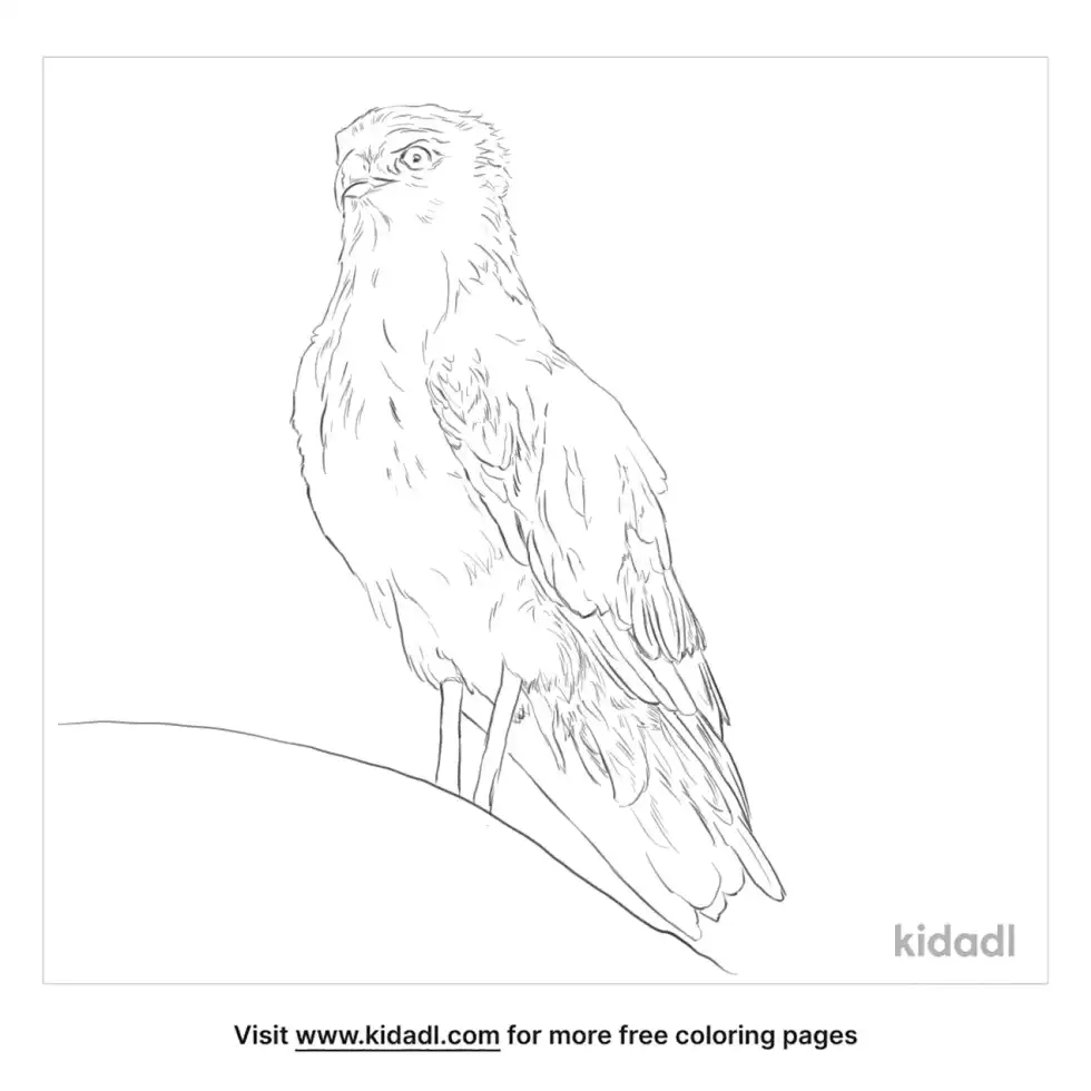 Short Toed Eagle Coloring Page